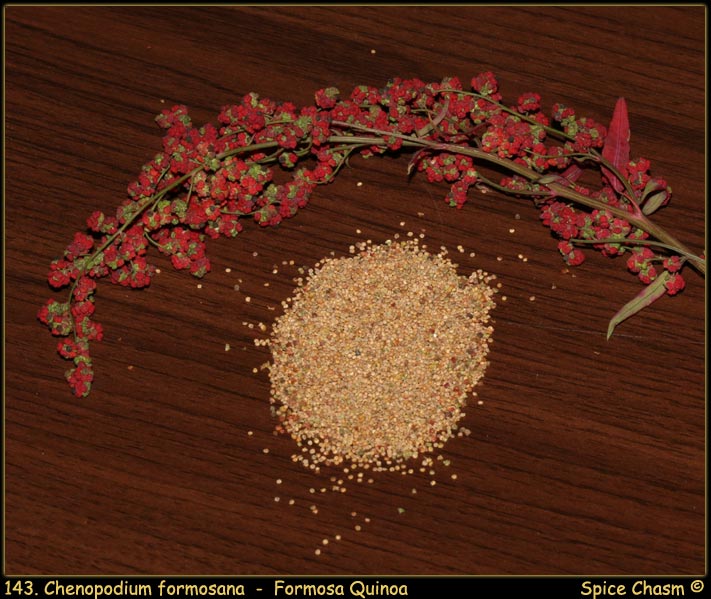 Chenopodium formosanum - Quinoa - 紅藜 