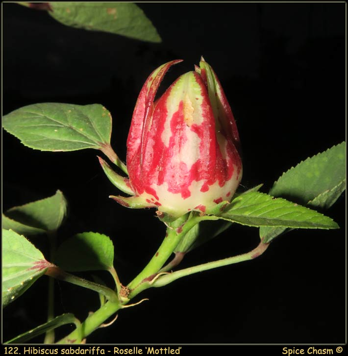Roselle - Hibiscus sabdariffa