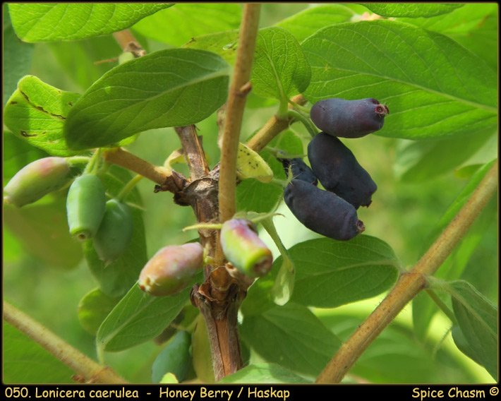 Lonicera caerulea - Honey Berry