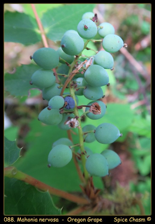 Mahonia nervosa