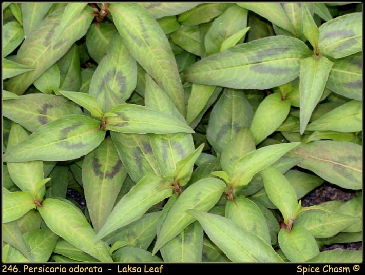 叻沙葉 - Persicaria odorata - Laksa Leaf