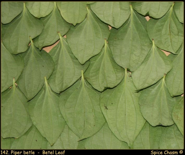 Piper betle - Betel Leaf