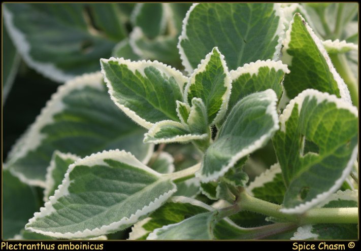 Plectranthus sp. - Spurflowers, Coleus