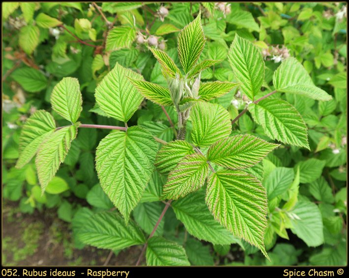 Rubus ideaus - Raspberry