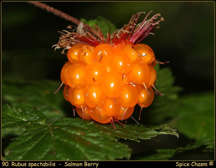 Rubus spectabilis