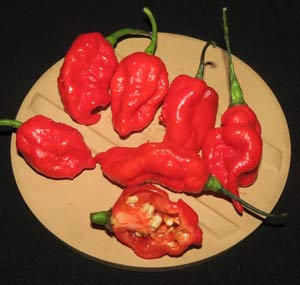 Capsicum chinense × Capsicum frutescens - Ghost Chili Peppers
