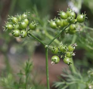 Coriandrum sativum - Cilantro & Coriander