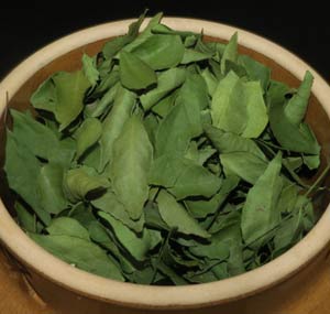 咖哩葉 - Curry Leaf - Murraya koenigii