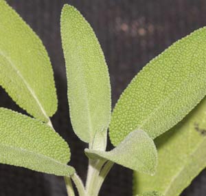  鼠尾草 - Salvia officinalis 