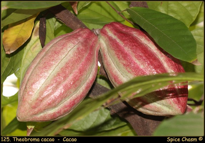 Theobroma cacao - Cacao
