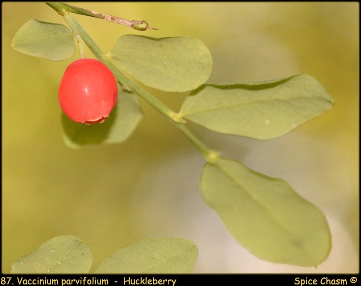 Vaccinium parvifolium