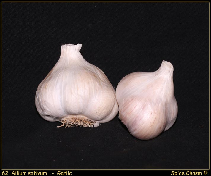 Garlic - Allium sativum