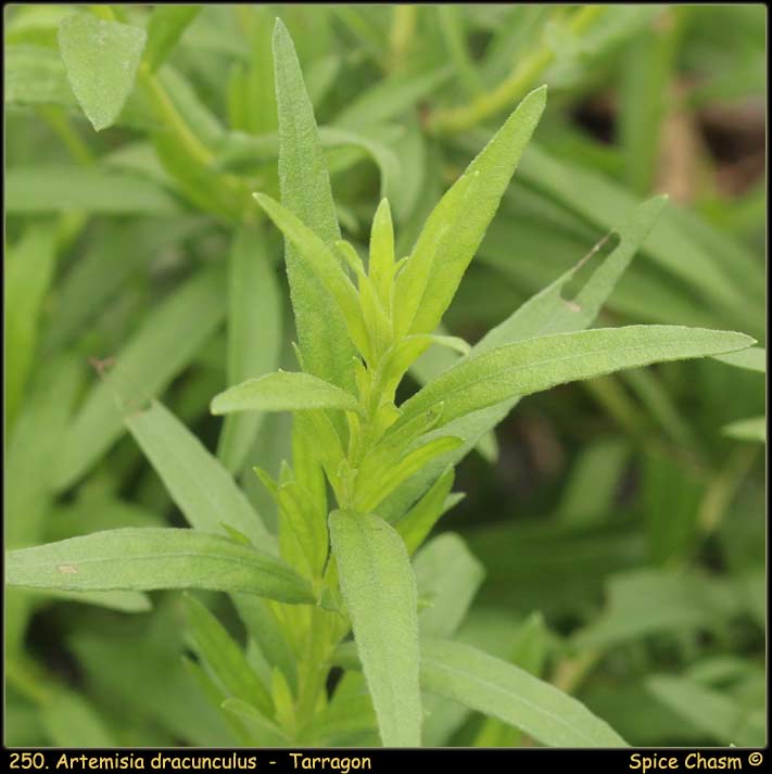 龍艾 - Tarragon - Artemisia dracunculus