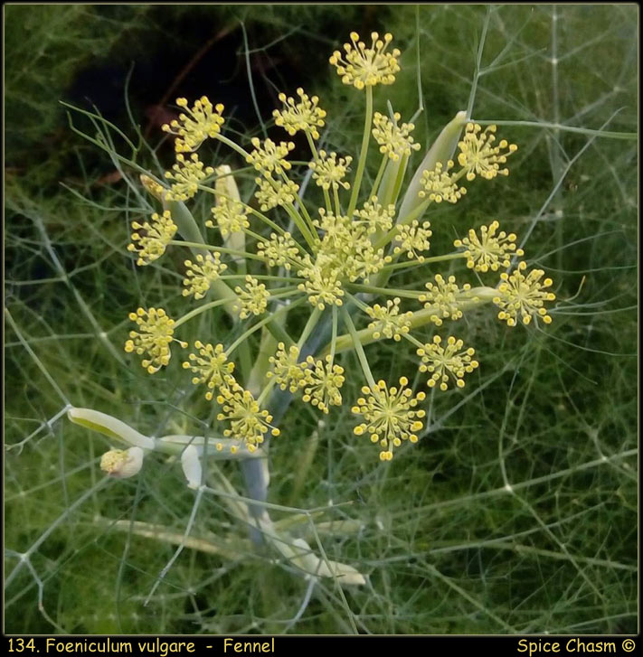 茴香 - Fennel Seed - Foeniculum vulgare