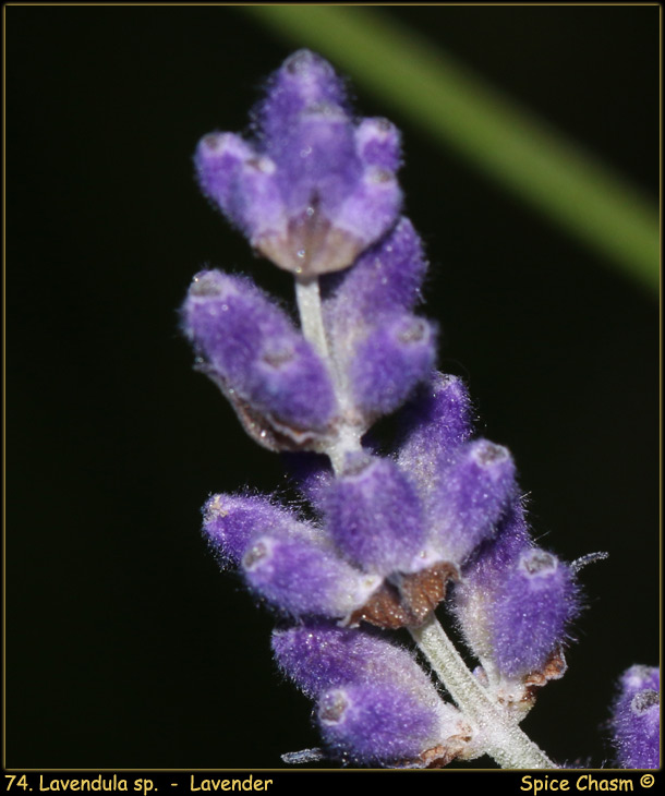 薰衣草 - Lavender - Lavandula sp.