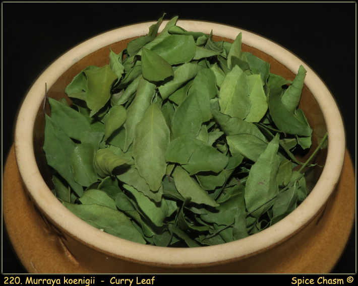 Curry Leaf - Murraya koenigii