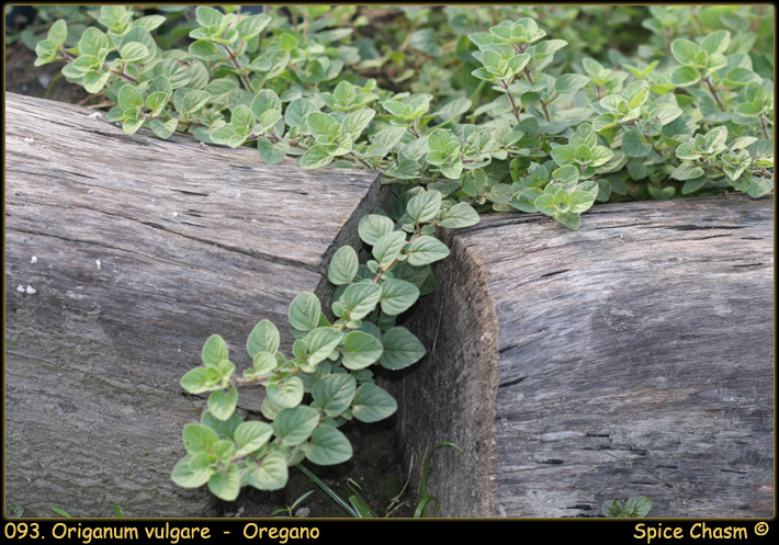 Origanum vulgare - Oregano - 奧勒岡 / 牛至