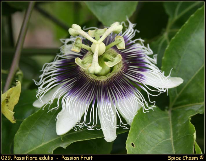 百香果 - Passion Fruit - Passiflora edulis 
