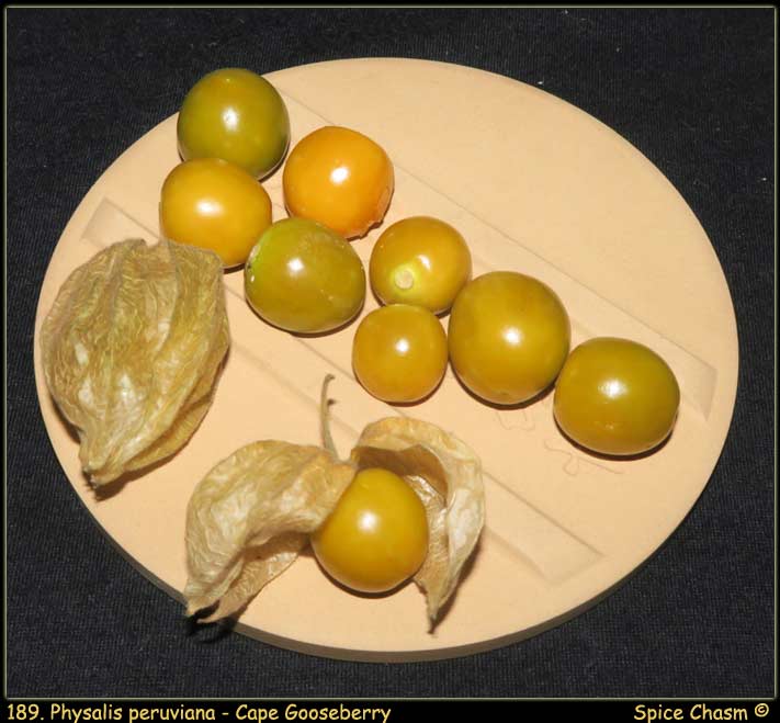 Cape Gooseberry ~ Physalis peruviana