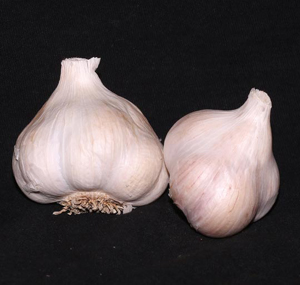 Allium sativum - Garlic