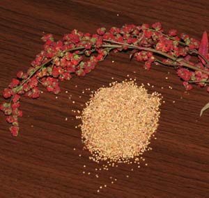 Chenopodium species - Quinoa