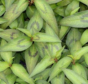 Persicaria odorata - Laksa Leaf