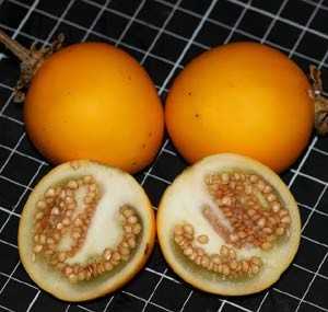 Solanum sp. - Eggplant