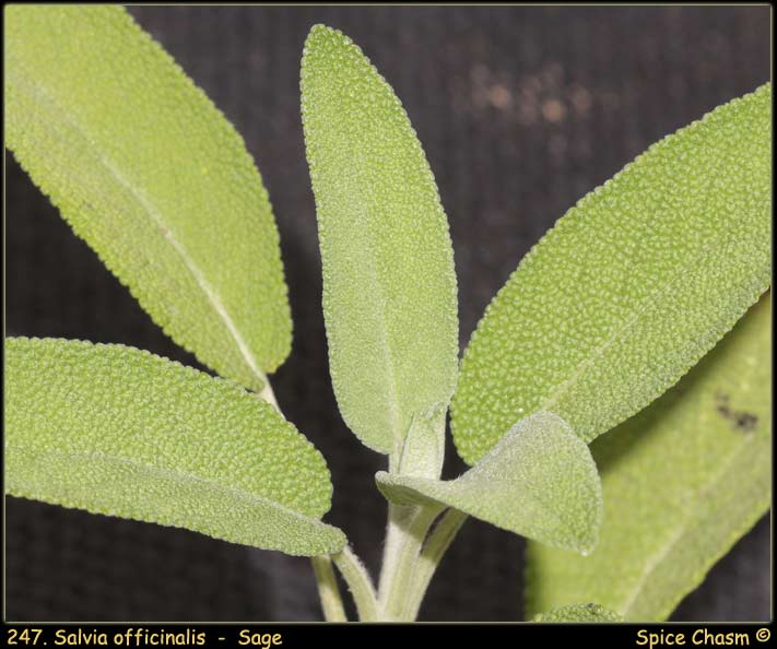 Sage - 鼠尾草 - Salvia officinalis