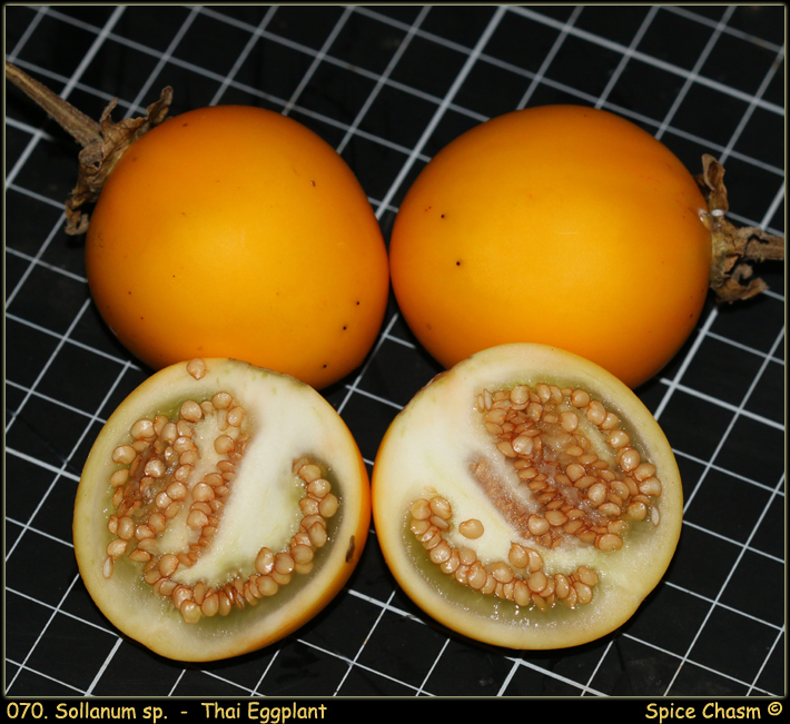 Solanum sp. - Egg Plant - 茄子 